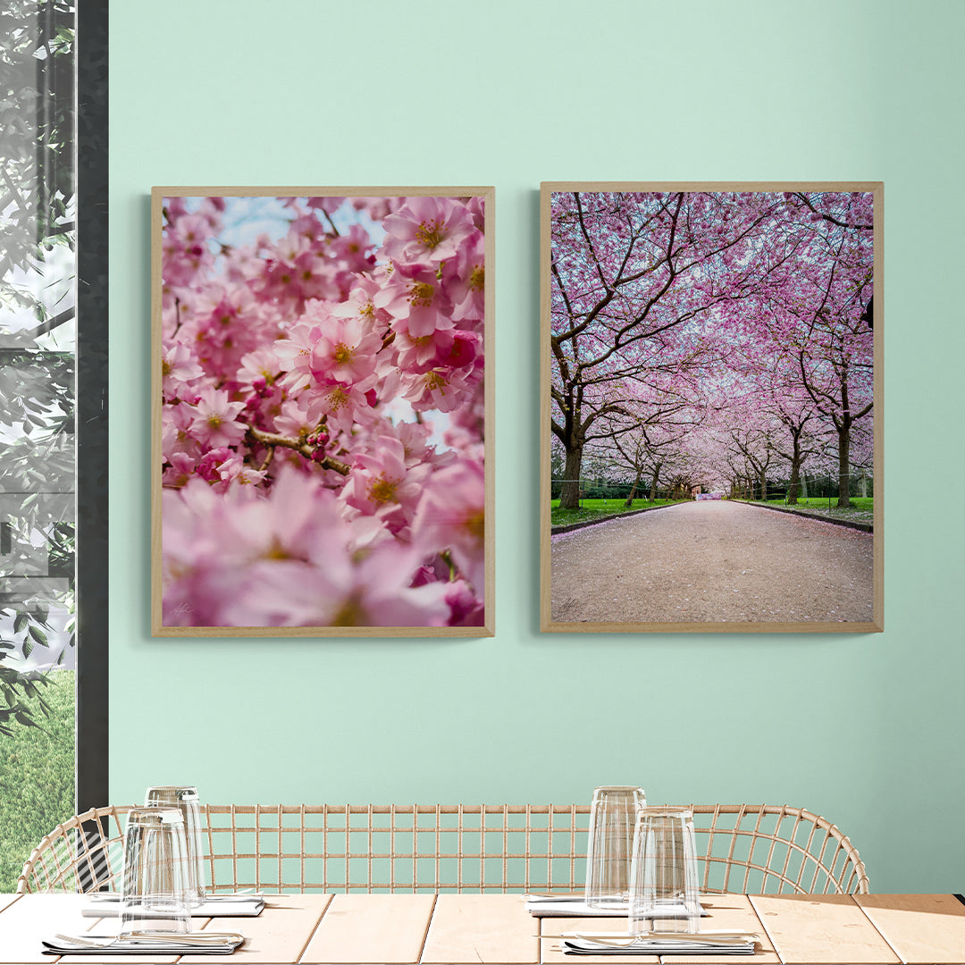 Sakura by Alantherock: A Copenhagen Spring in Bloom